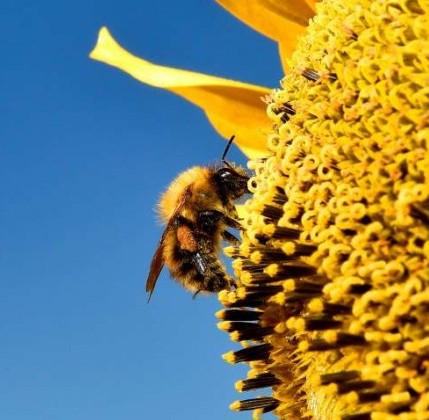 Permalink to La perdita di biodiversità mette a rischio la sicurezza alimentare La perdita di biodiversità mette a rischio la sicurezza alimentare