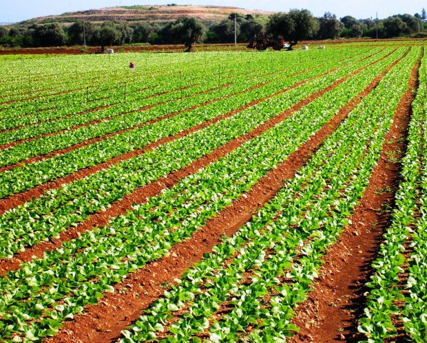 agricoltura