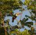 Toucan in Brazilian Rainforest (fonte Greenpeace)