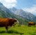 10 motivi per diventare vegetariani