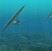 Energia marina dalla turbina-aquilone subacquea