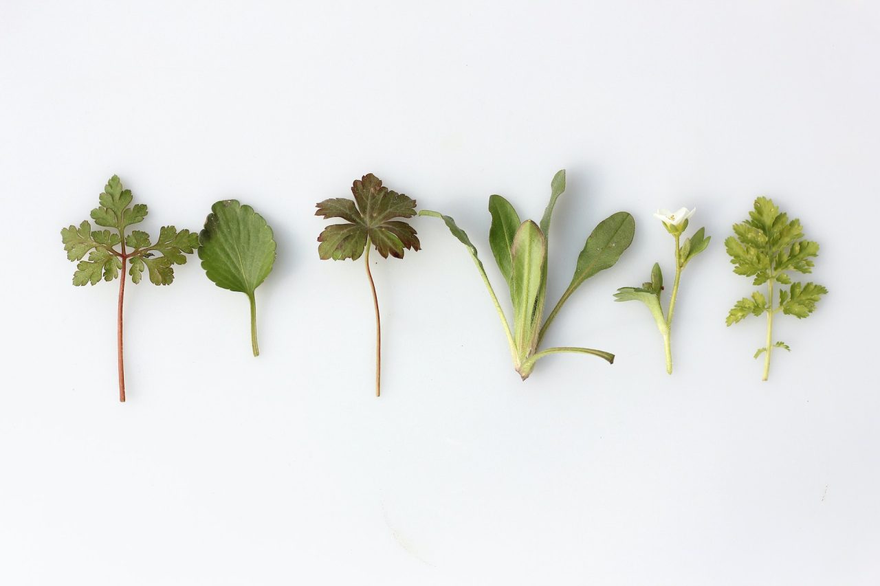 Rinnovabili • piante officinali