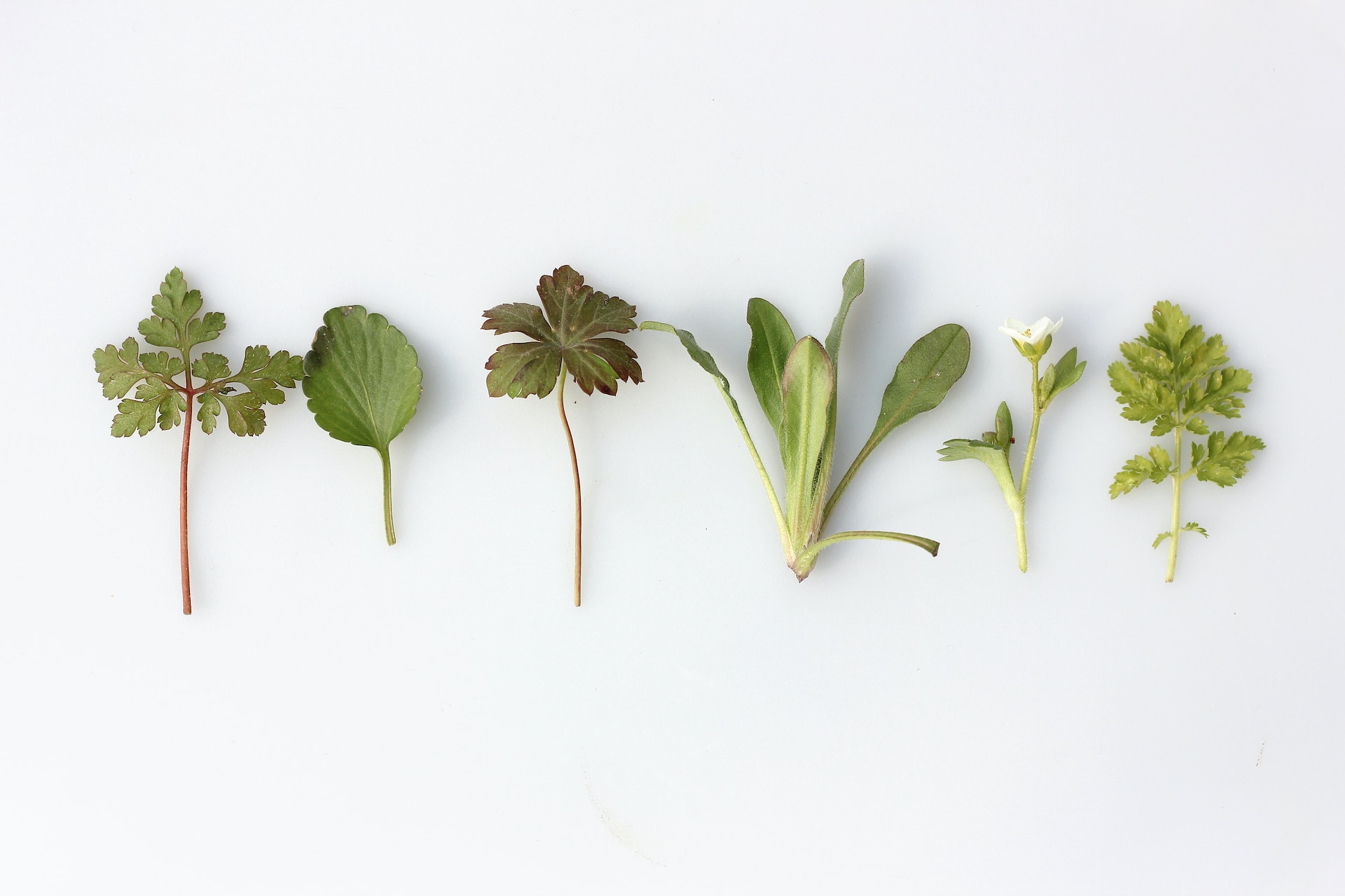 piante officinali