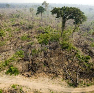 Deforestazione in Brasile al tasso di 140 campi da calcio ogni ora