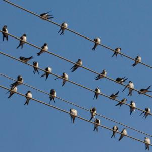 I cambiamenti climatici minacciano gli uccelli migratori
