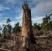 La foresta degli elefanti massacrata dai giganti dell’olio di palma 2