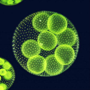 Rinnovabili • biocarburanti dalle alghe