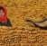 Più etanolo alla pompa: la Cina userà l’eccesso delle scorte di mais
