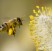 Nel 75% del miele mondiale presenti pesticidi dannosi per le api