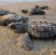 La spiaggia di Mumbai si trasforma da discarica a nursery di tartarughe