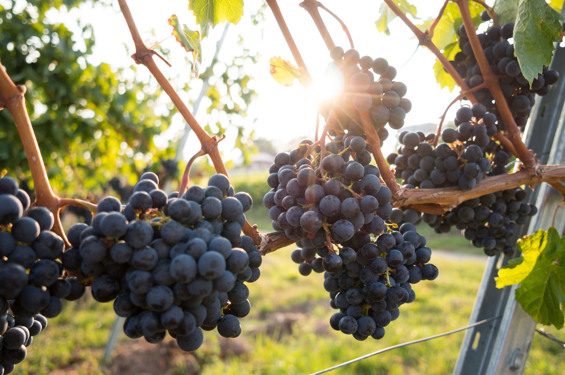 Vino biodinamico