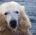 Gli orsi polari ispirano un nuovo sistema d’isolamento termico
