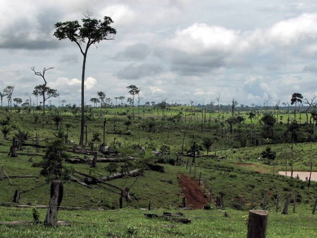 deforestazione brasile