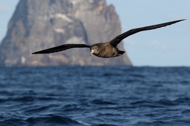 uccelli marini