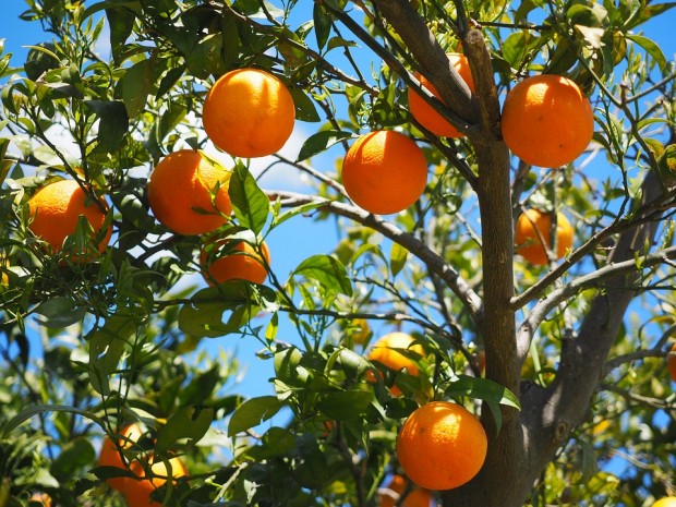 terpeni oli essenziali resina bio polimeri