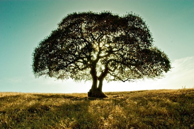 Rinnovabili • biodiversità europea