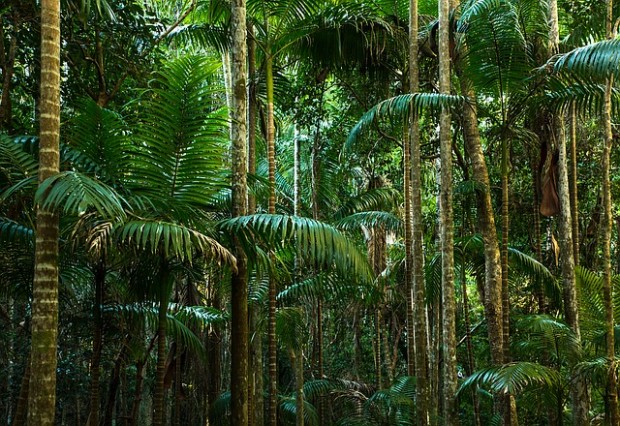 foreste pluviali tropicali