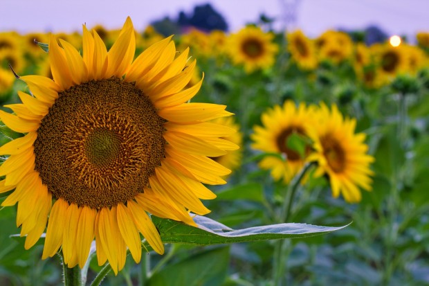 pannelli solari girasoli