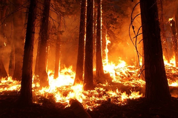 incendi boschivi