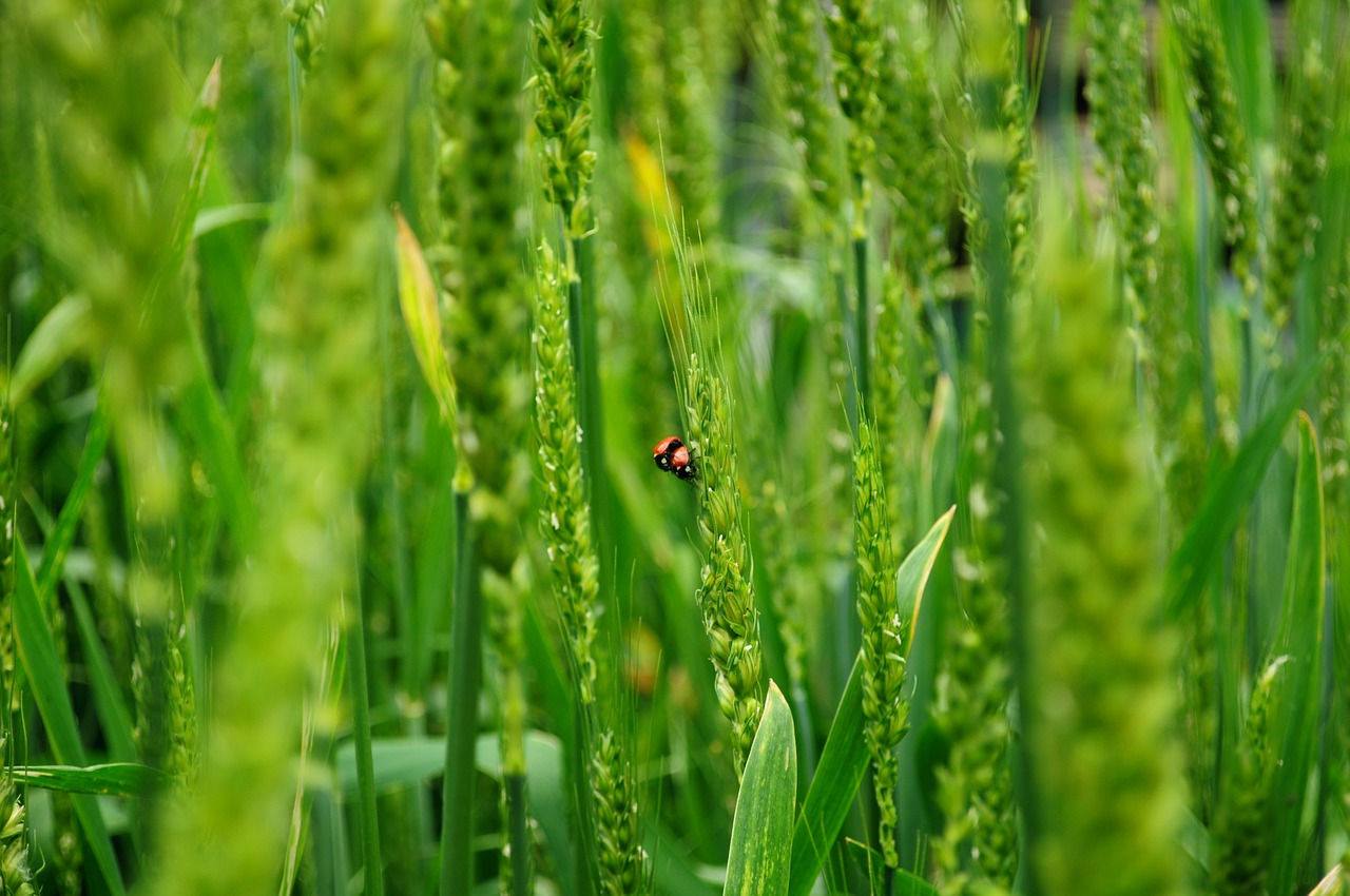 biodiversità
