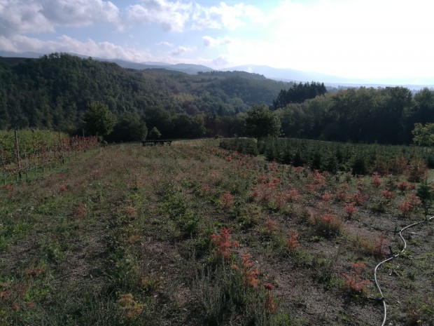 Credit: Lapo Azzini - Dipartimento di Scienze e Tecnologie Agrarie, Alimentari, Ambientali e Forestali (DAGRI) dell’Università di Firenze.