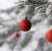 L’albero di Natale è sostenibile? Creative Commons CC0.