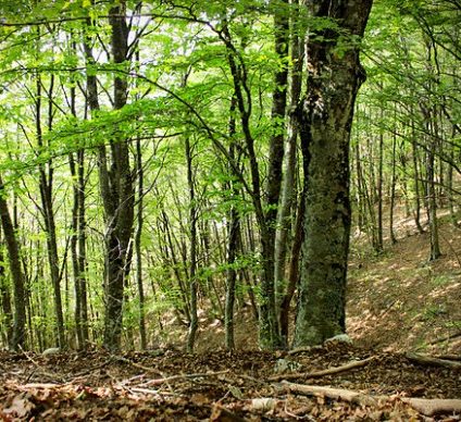 Rinnovabili • ripristino forestale