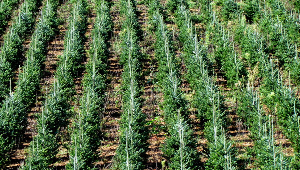 piantare alberi