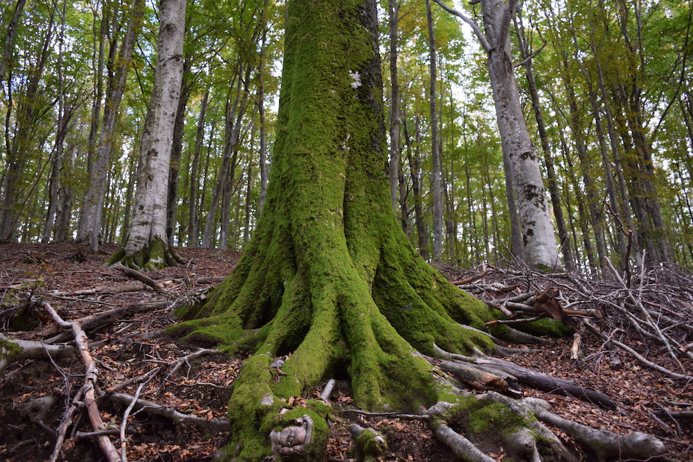 foreste sostenibili Italia