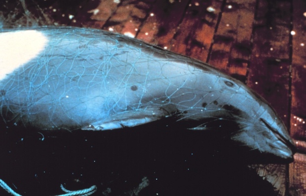 pesca commerciale