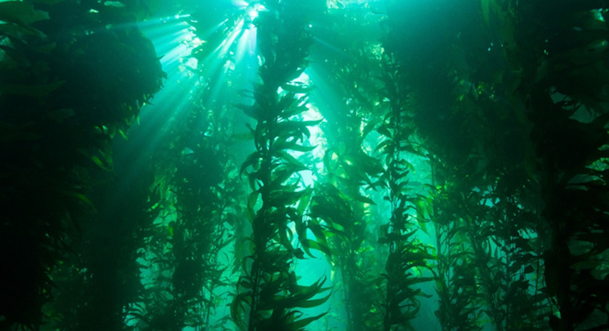Foreste di alghe