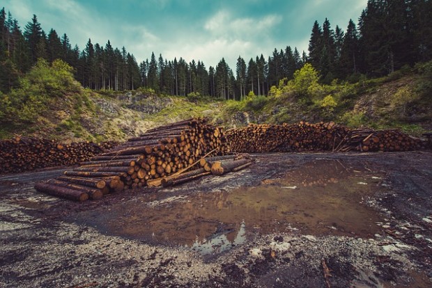 Esportazione del legno