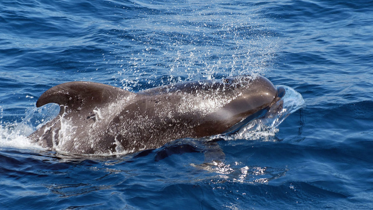 Pesca illegale