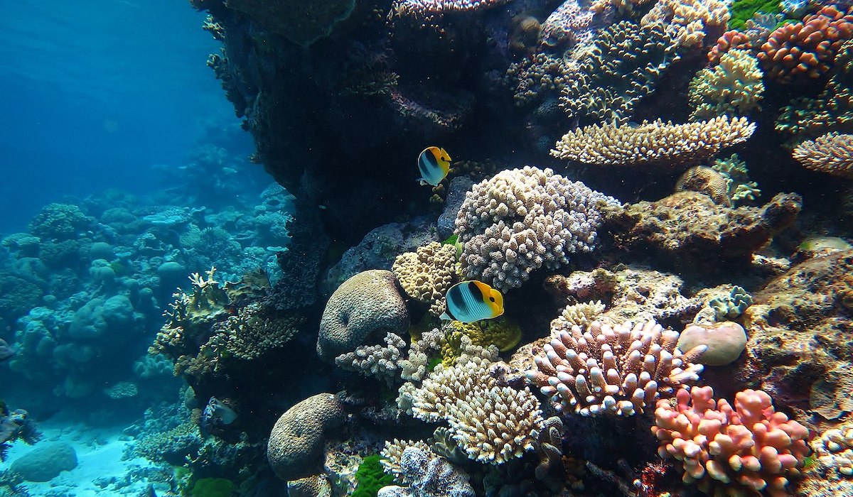 biodiversità marina