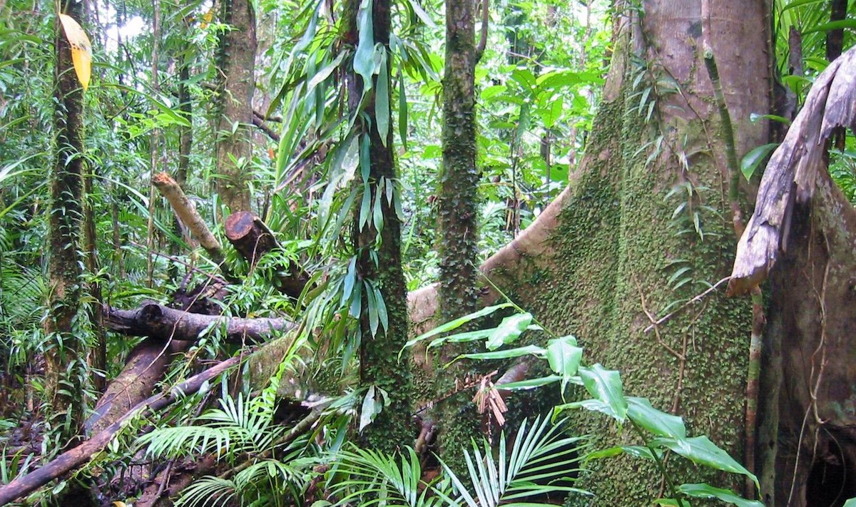 piante fossili