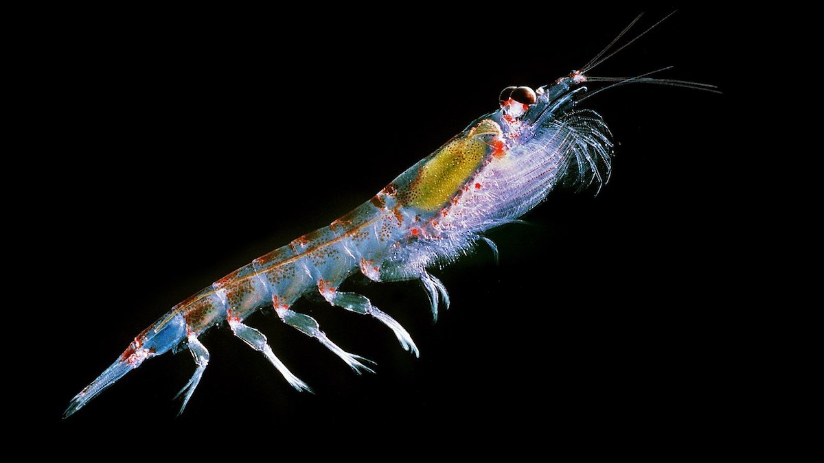 microplastiche