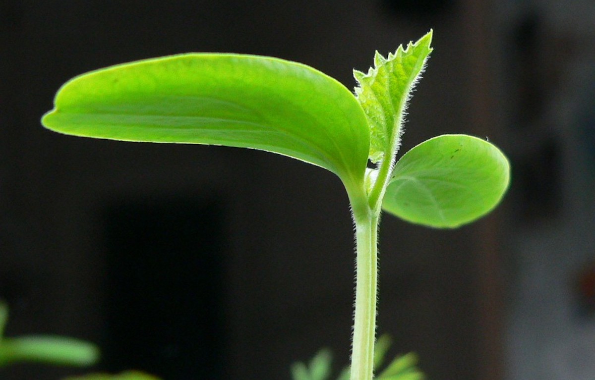 micro-orto