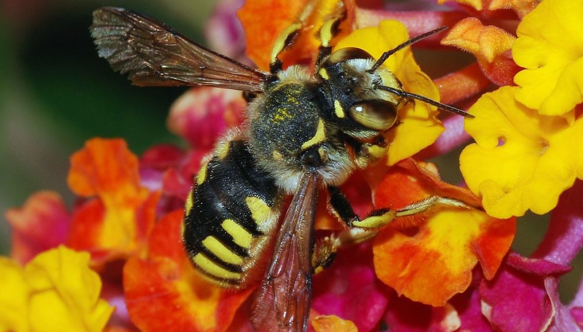 pesticidi chimici