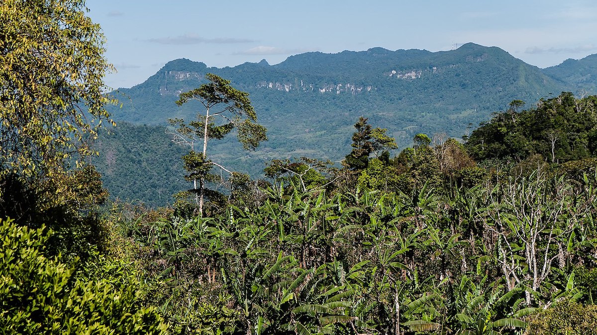 copertura forestale