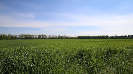 Rinnovabili • green deal