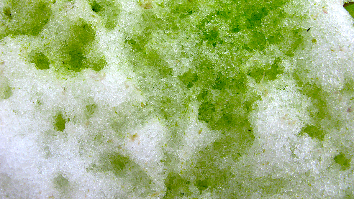 alghe verdi