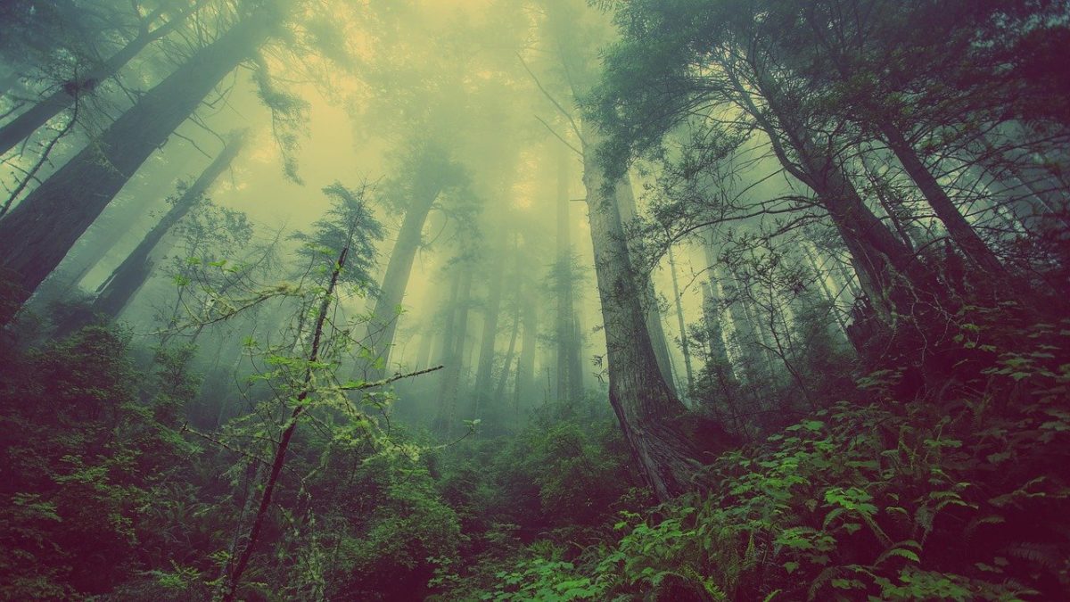 Foreste
