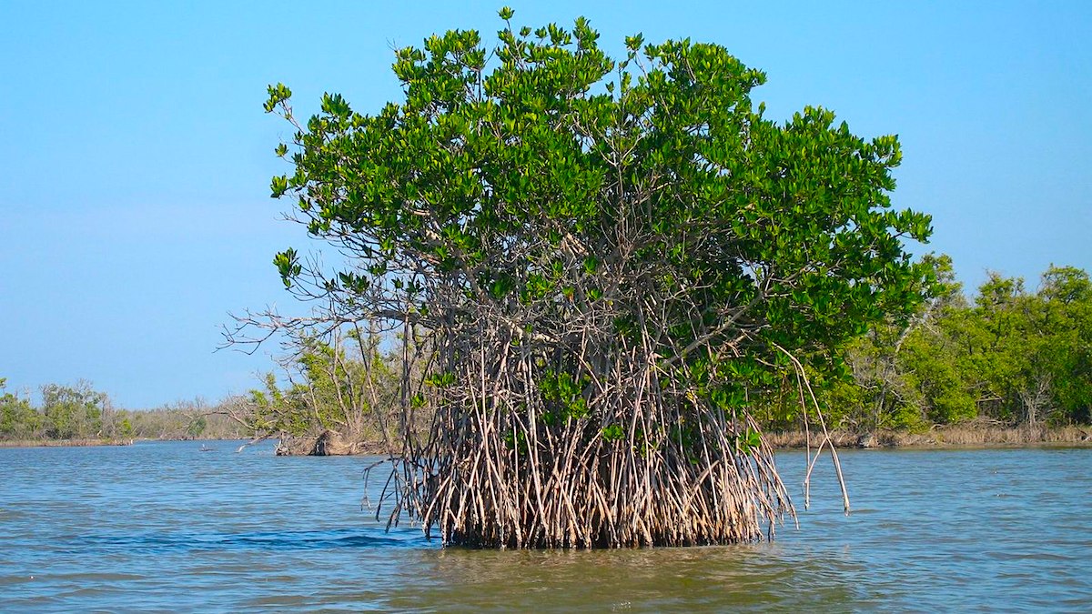 foreste di mangrovie