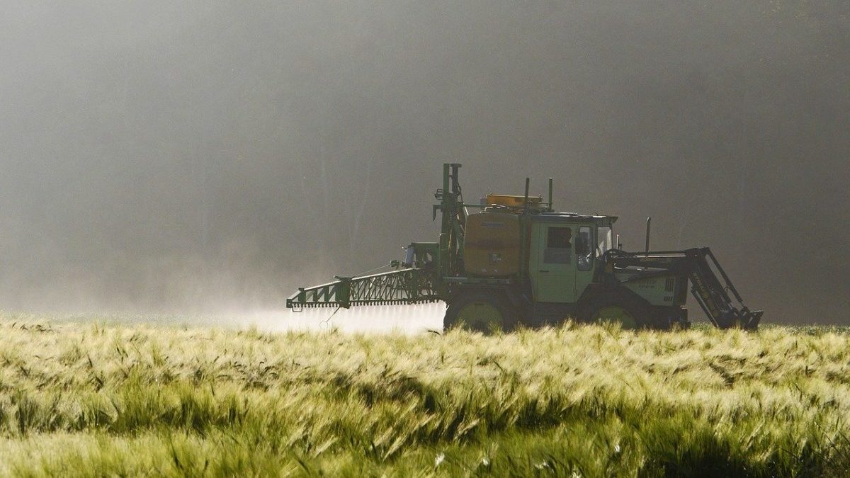 Dicamba