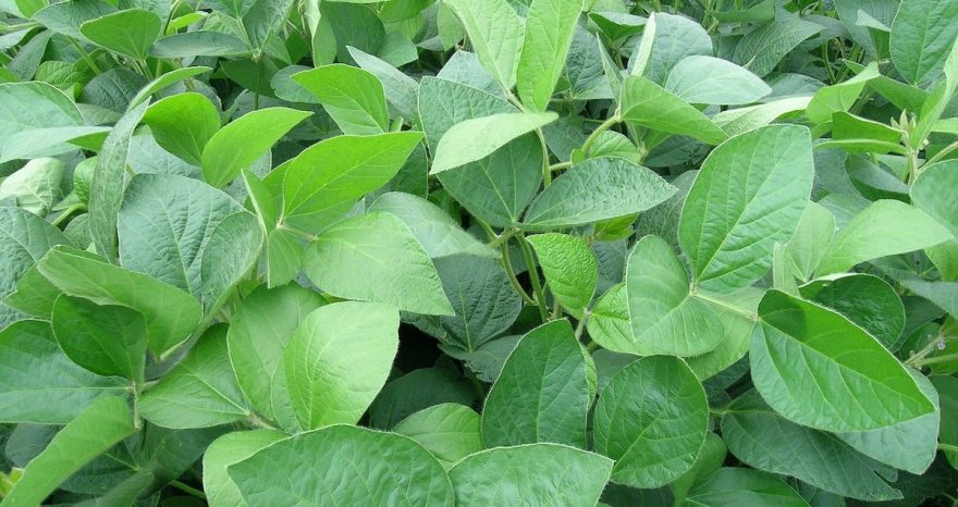 Rinnovabili • fertilizzazione biologica