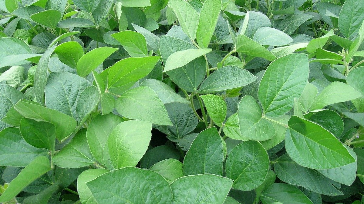 fertilizzazione biologica