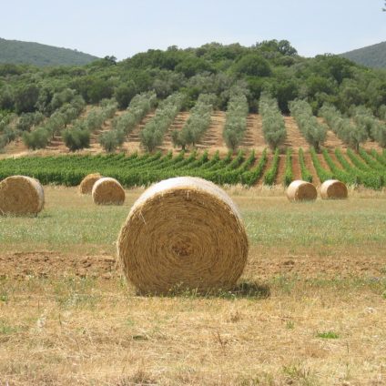 Rinnovabili • innovazione agrifood