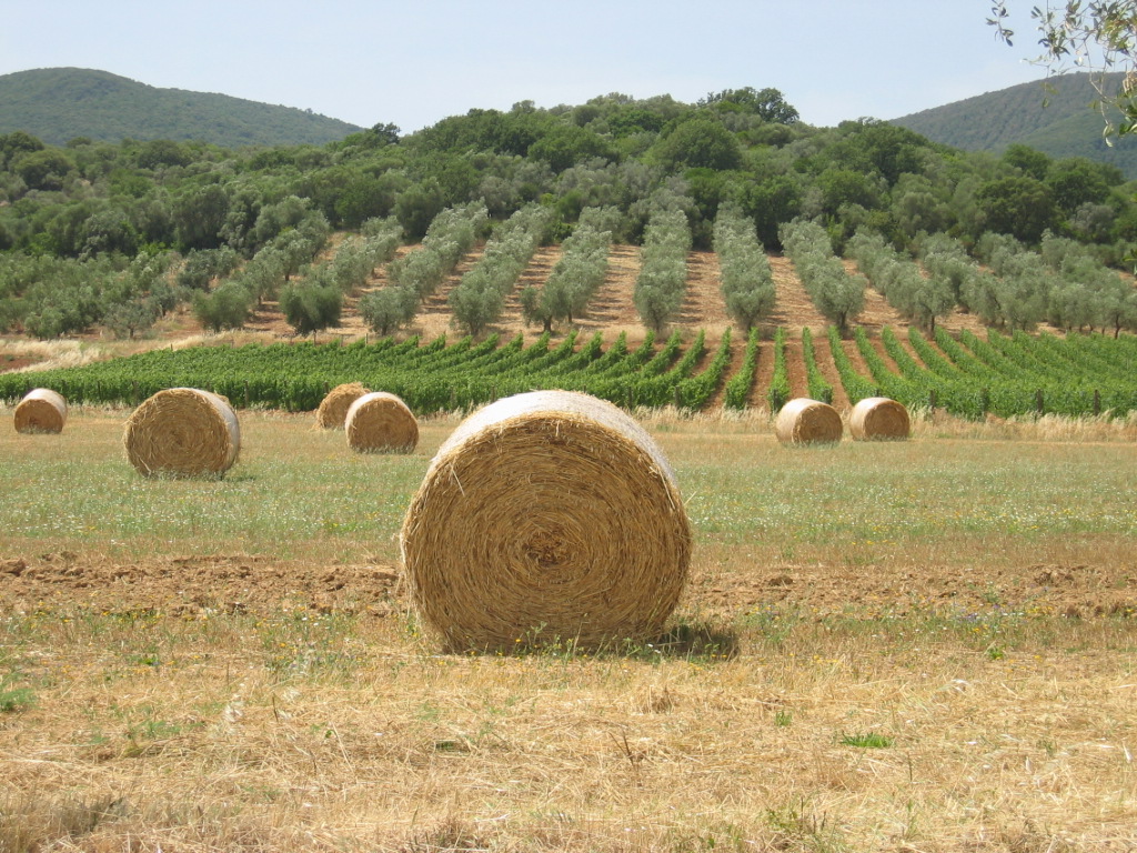 innovazione agrifood