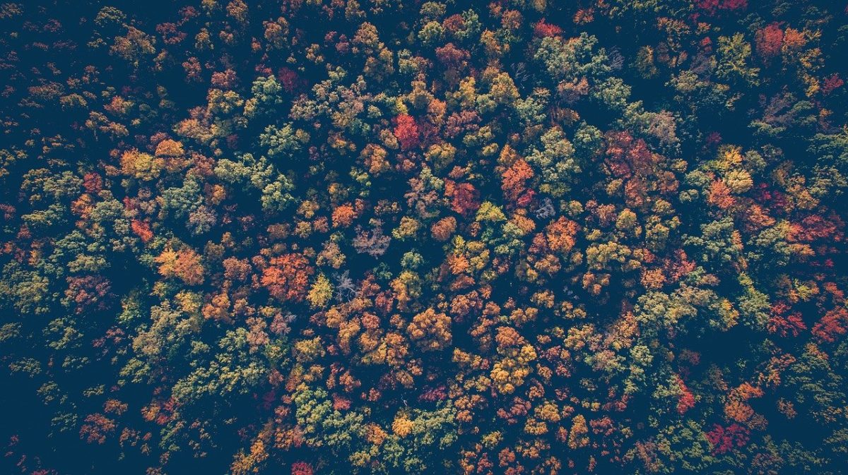 Risorse forestali
