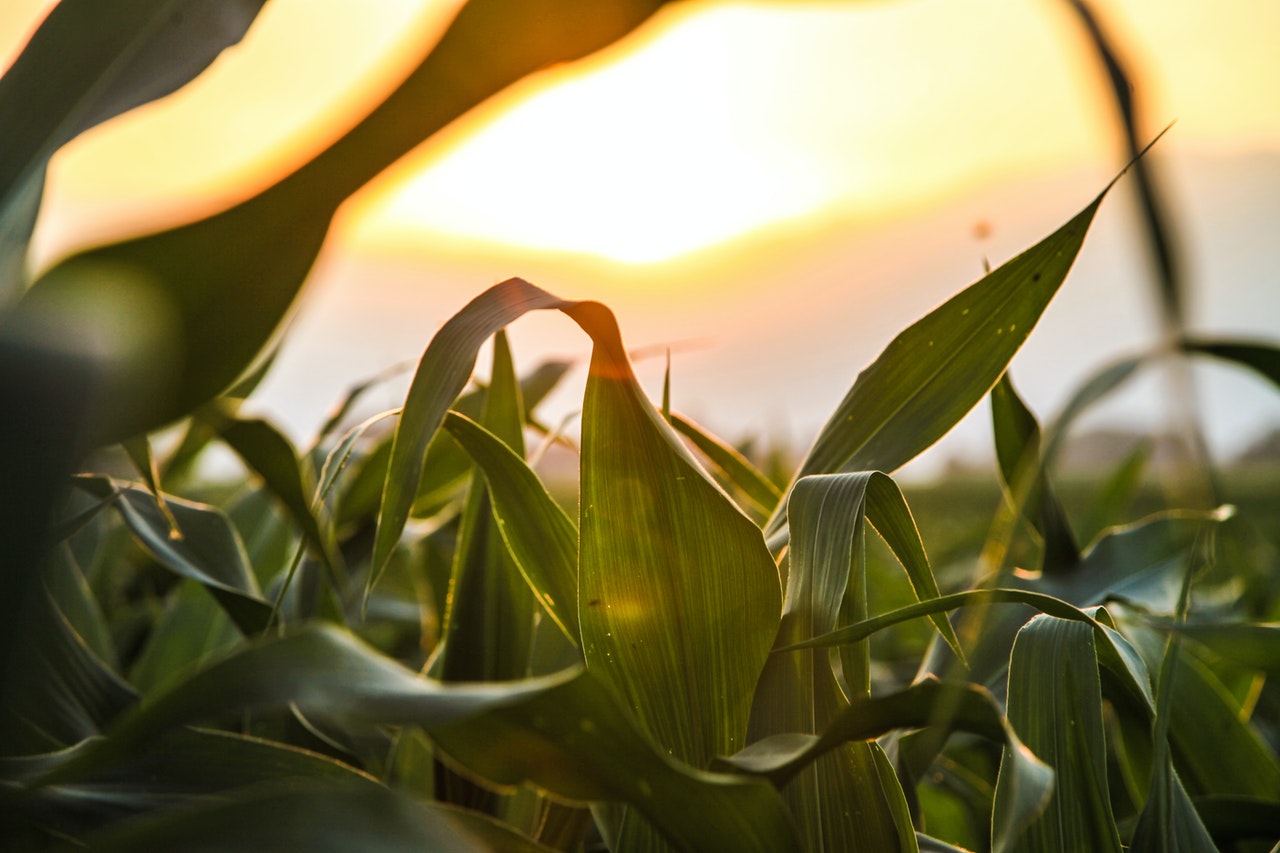 Comitato Scientifico Agrifood